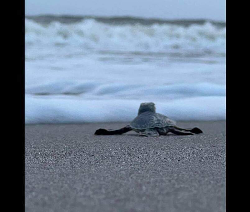 Cocoa, Beach House 외부 사진